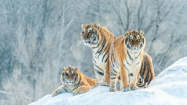 Siberian tigers enjoy family time in NE China's national