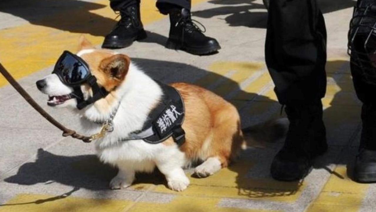 China's First Corgi Police Dog Makes Debut - Cgtn