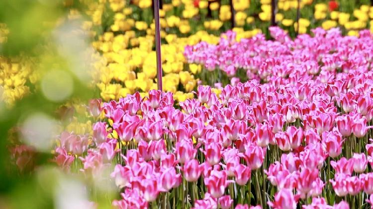 Nearly a million tulips blossom in N China's Jinyang Lake Park - CGTN