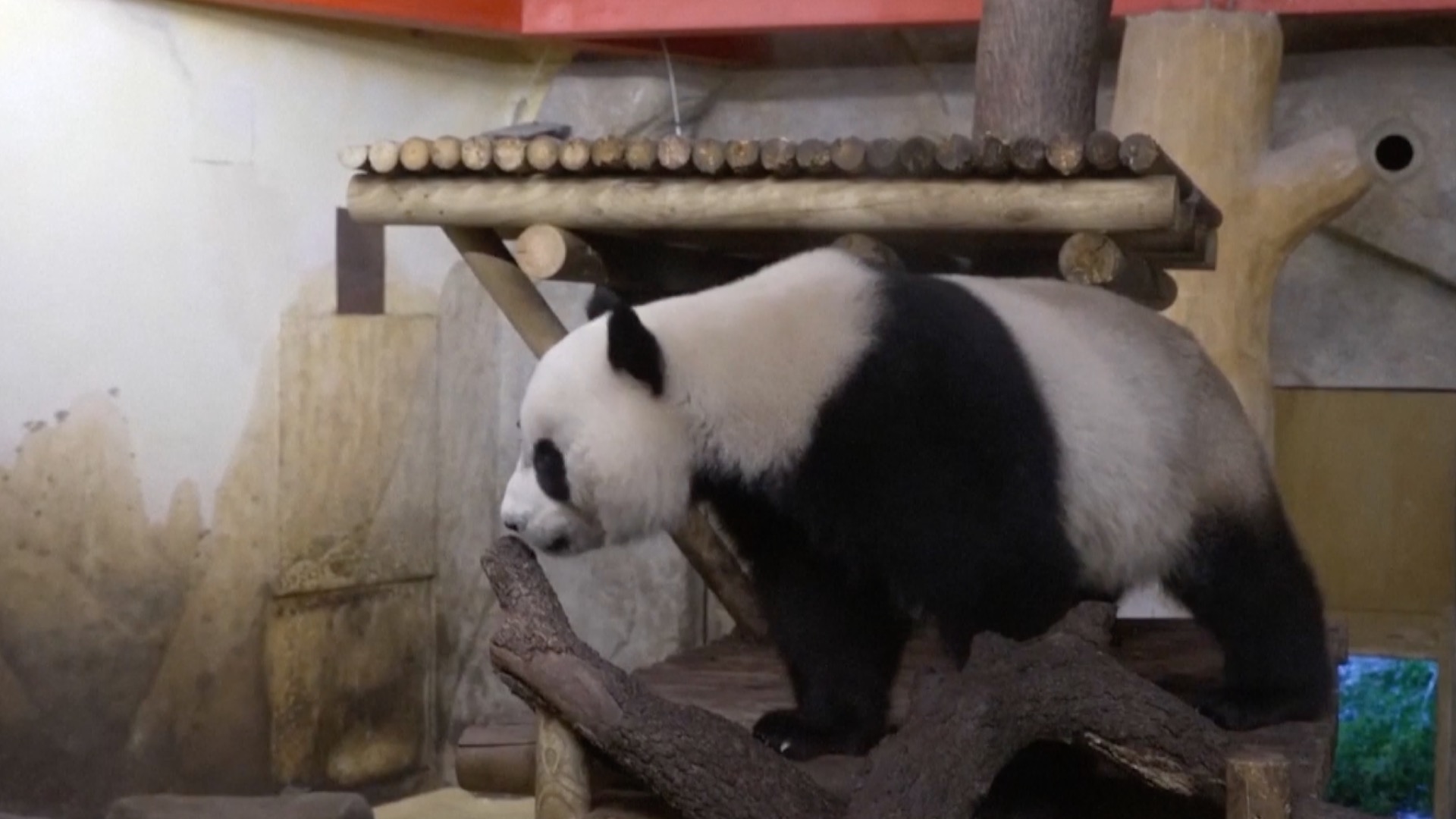 Chinese giant panda couple arrives in Spain - CGTN