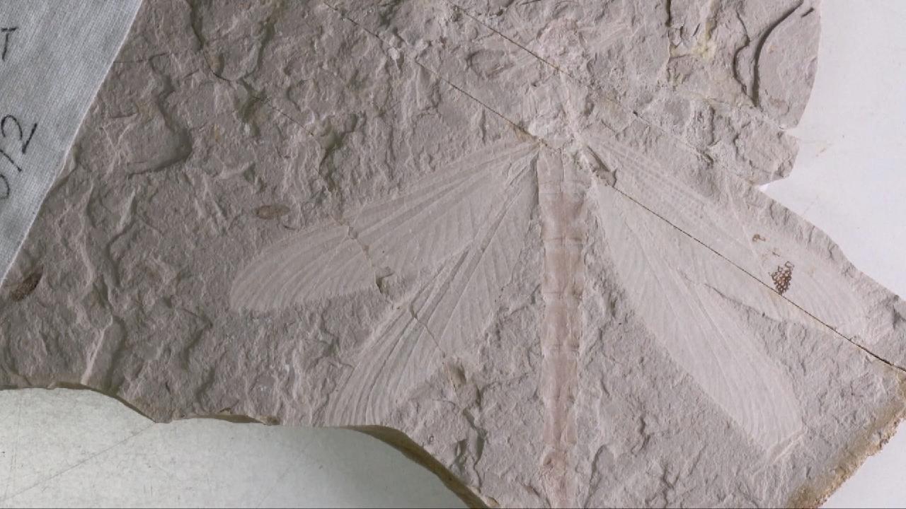 Ancient dragonfly fossil from 165 million years ago unearthed in Northern China – CGTN