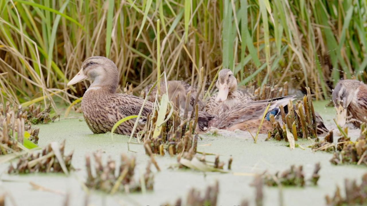 Rice-Fish-Duck system combines ecological harmony with Chinese wisdom ...