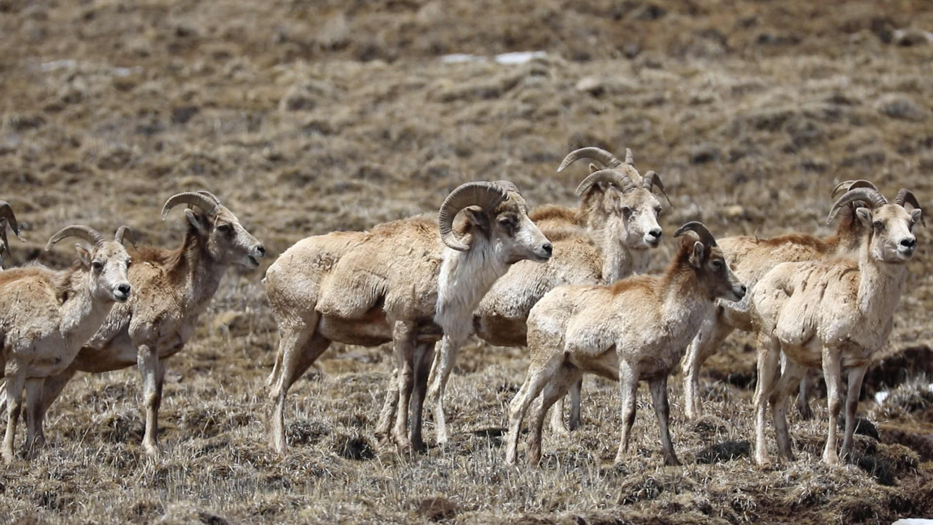 Wild population of Tibetan argali spotted again in Shiqu County - CGTN