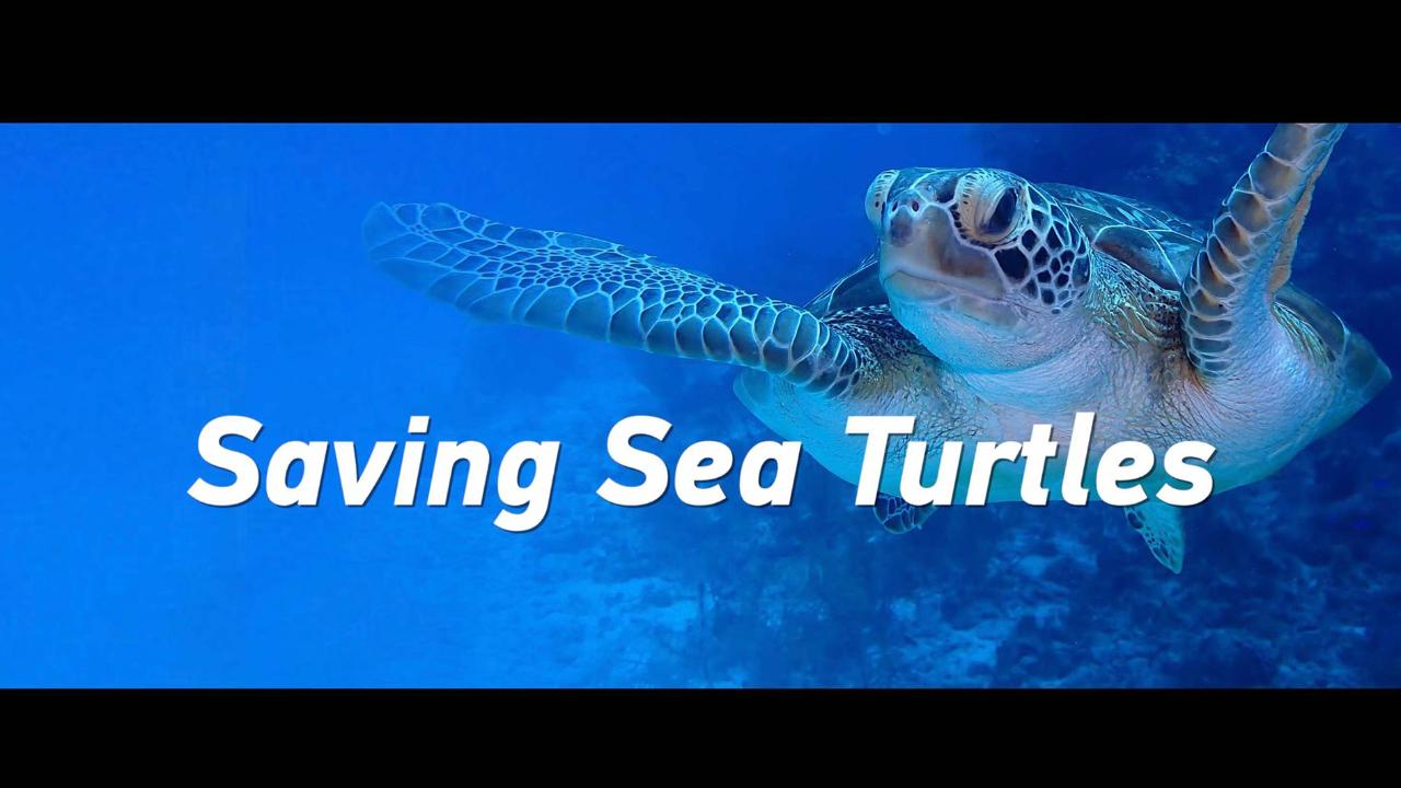 Saving Sea Turtles - CGTN