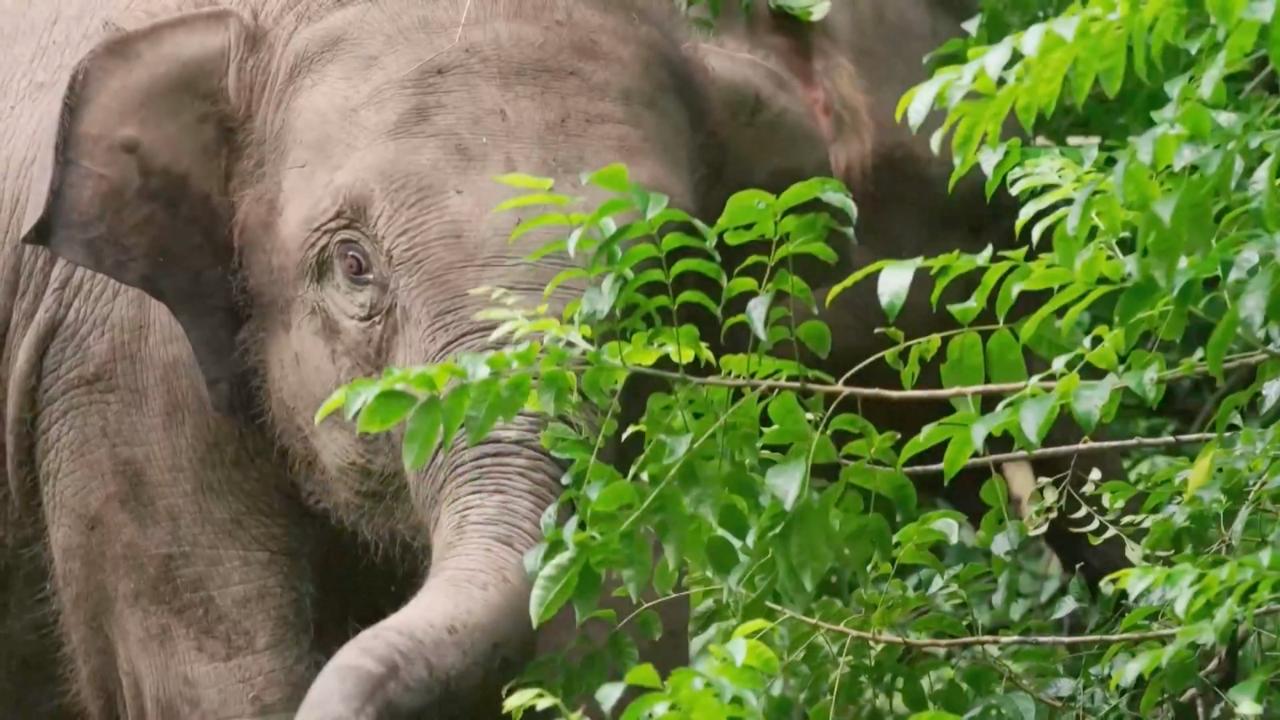 Increased number of Asian elephants released into the wild in Southwest China's Yunnan