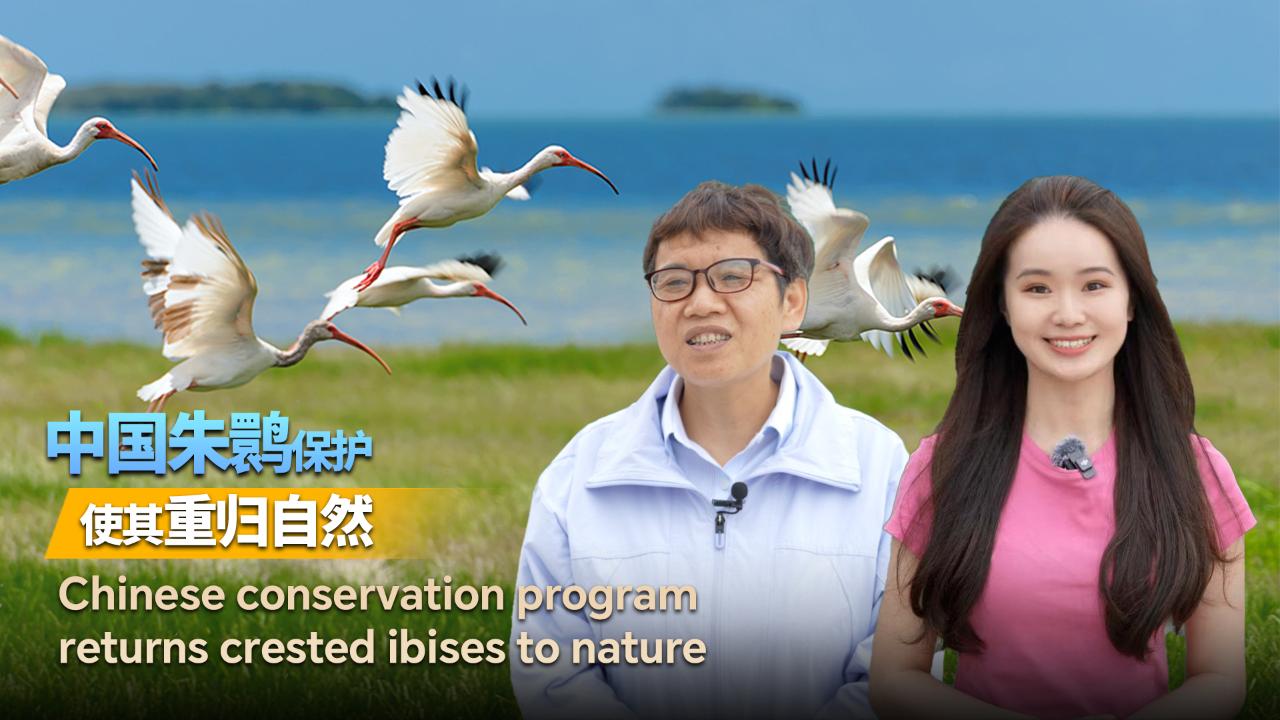 Chinese conservation program returns crested ibises to nature - CGTN