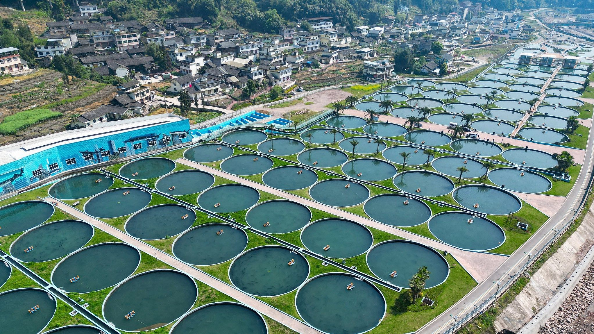 CGTN explores caviar industry in Ya'an city, Sichuan