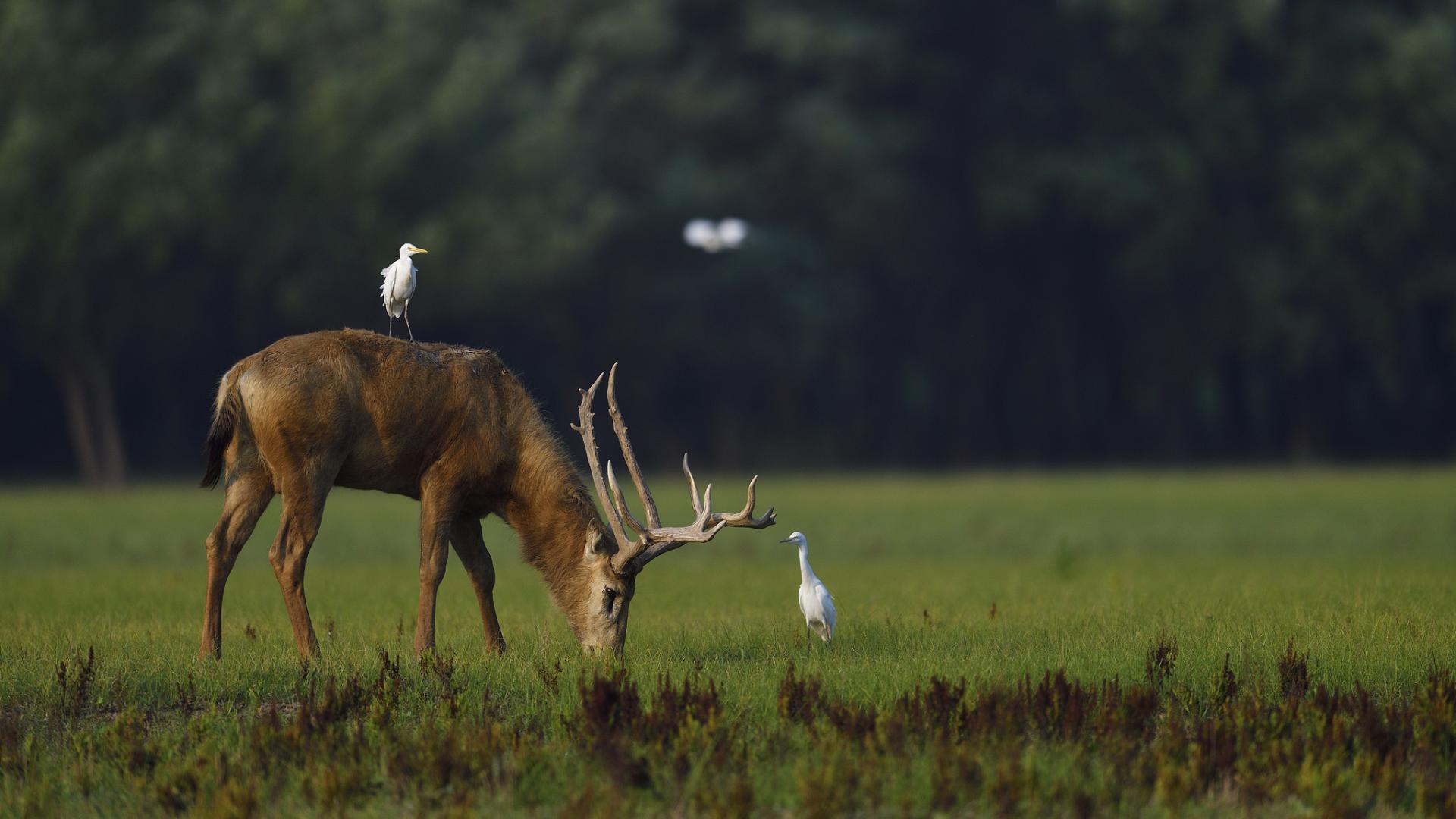 Hubei ramps up rare animal protection efforts, sees populations spike