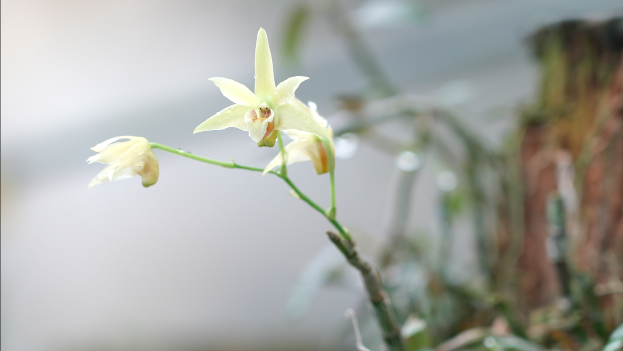 Subtropical plant reaches NE China, boosting local agricultural growth