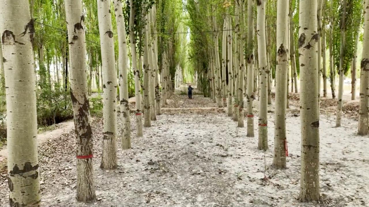 Kekeya in Xinjiang Transforms into a Green Miracle Amidst China's Largest Desert