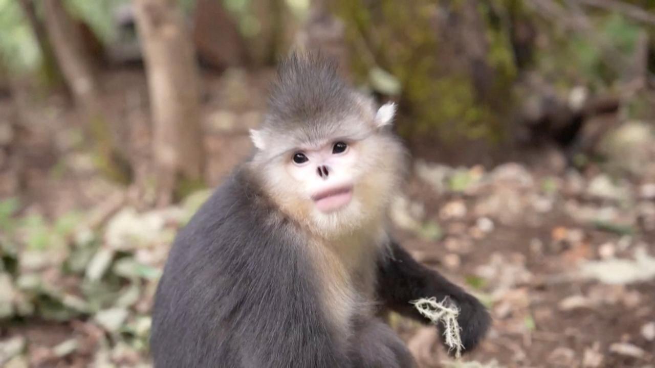 Innovative devices assist in tracking the threatened Yunnan snub-nosed monkeys