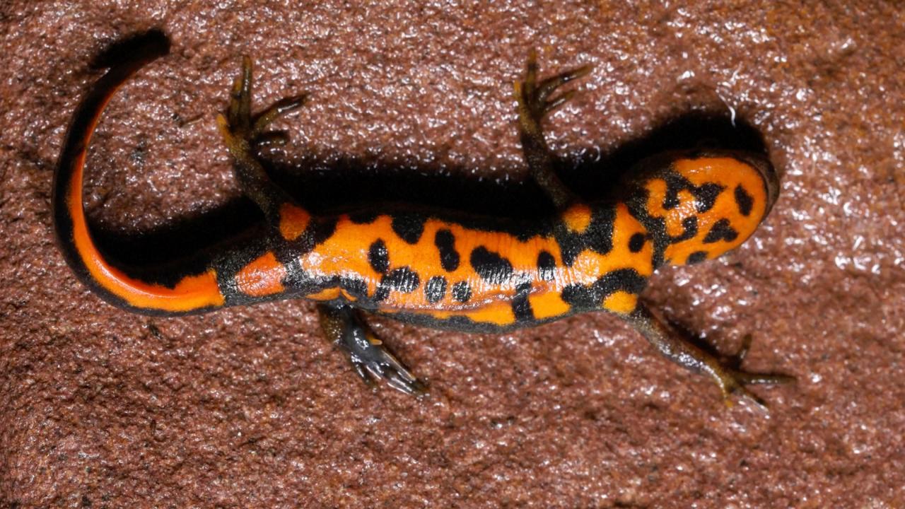 New Species of Newt Uncovered in Jiangxi's National Park, Eastern China