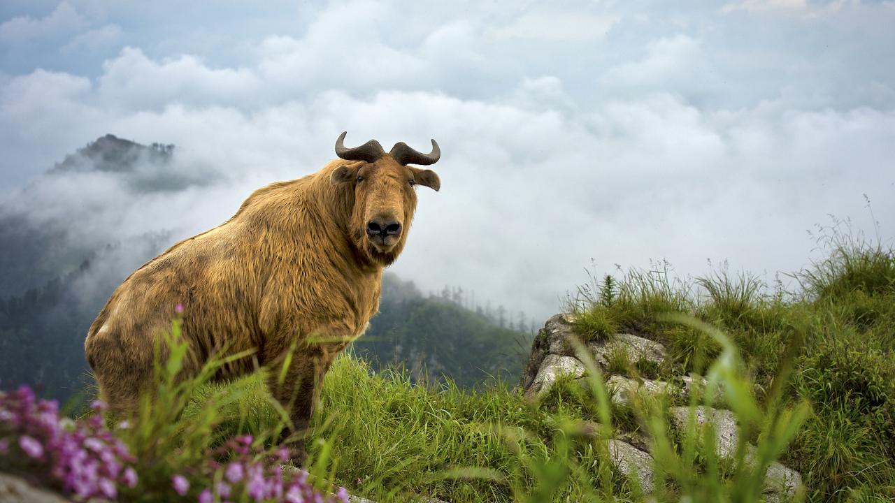 Wildlife in NW China's Shaanxi Recovers Due to Conservation Efforts