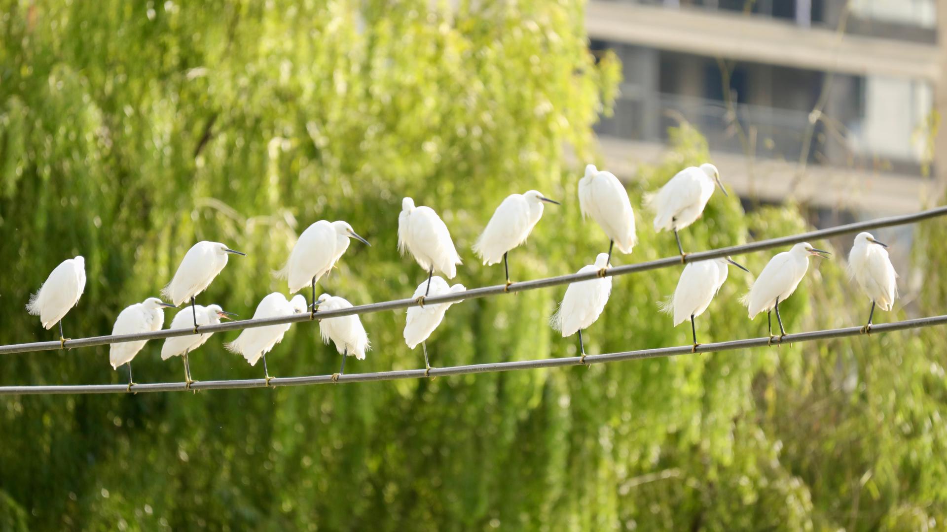 Migratory birds flock to Yinjiang's thriving ecosystem for winter
