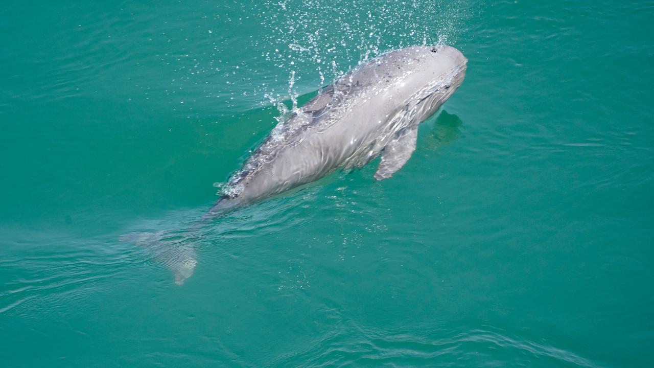 Securing survival through winter for scarce porpoises in a lake in East China