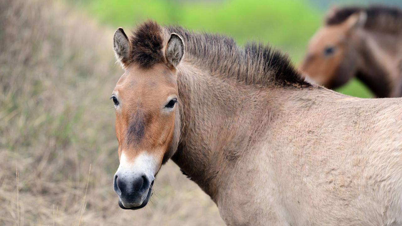 Gansu relocates Przewalski's horses to curb inbreeding