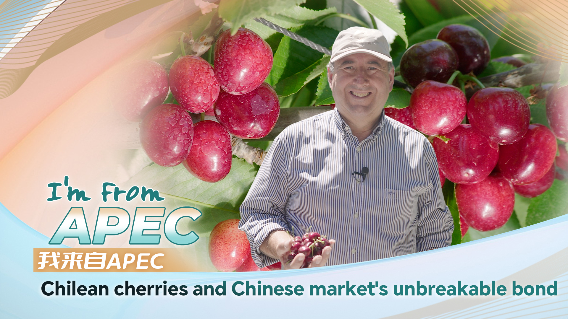 I'm from APEC: Chilean cherries and Chinese market's unbreakable bond