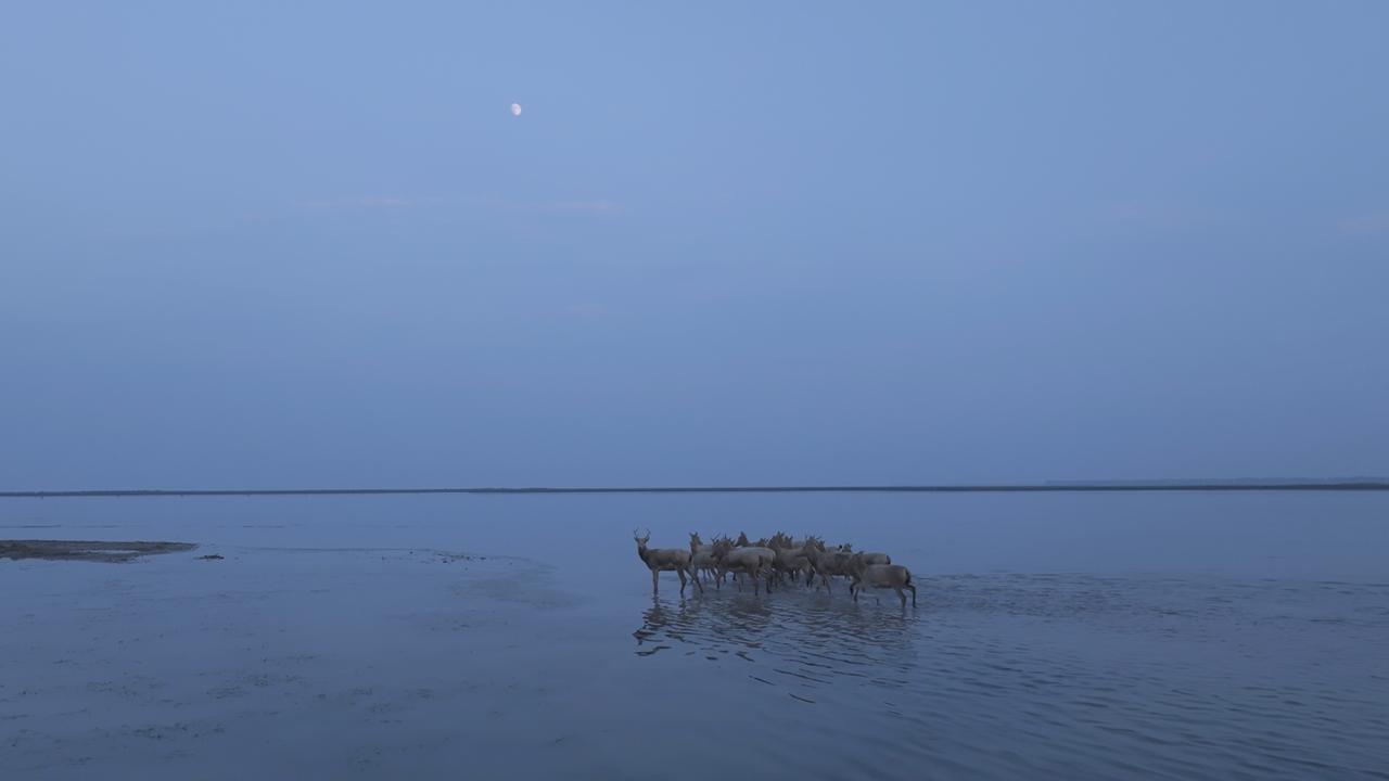 Milu deer thrive in Jiangsu