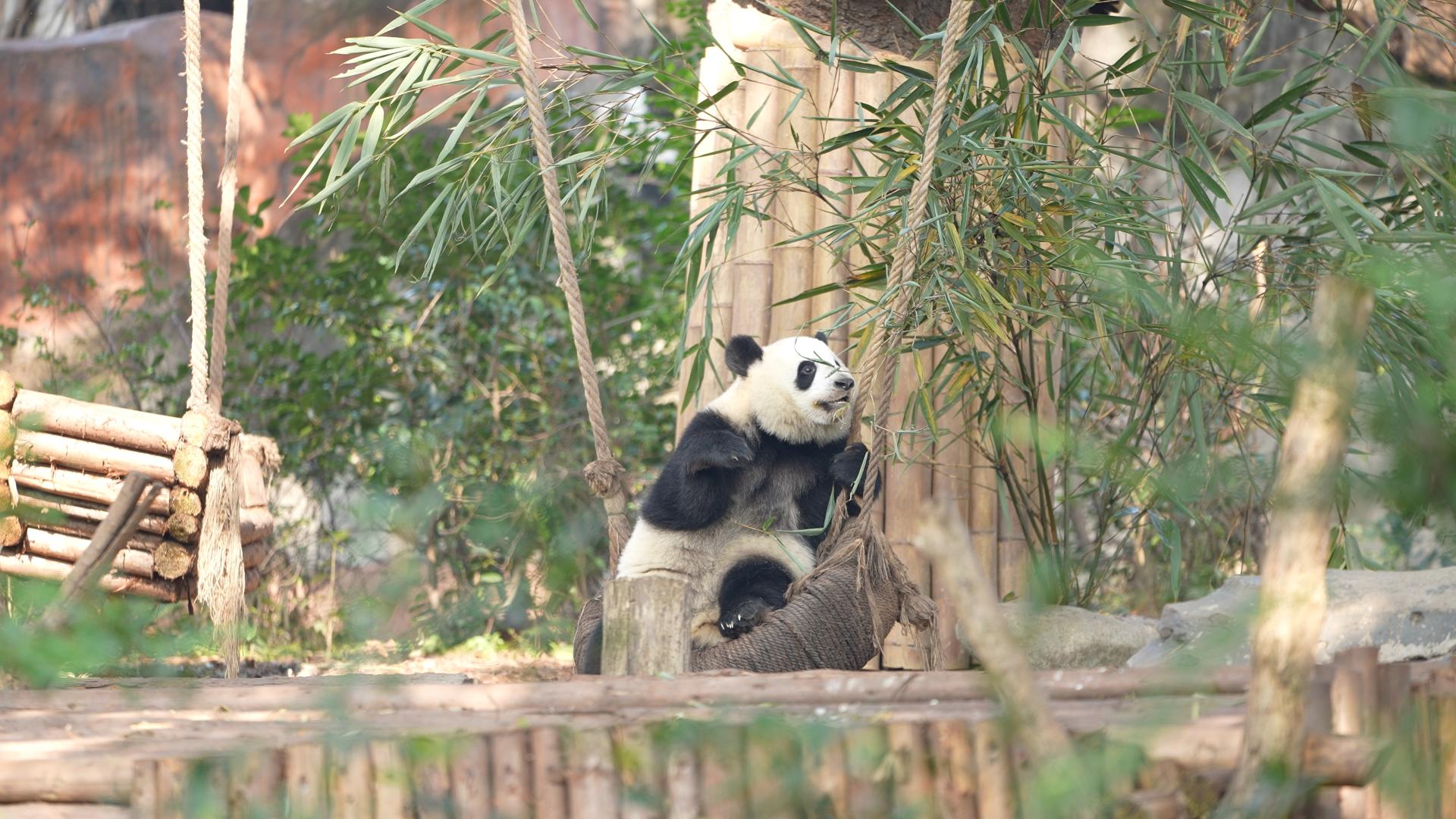 A slice of Chengdu: These pandas are so adorable