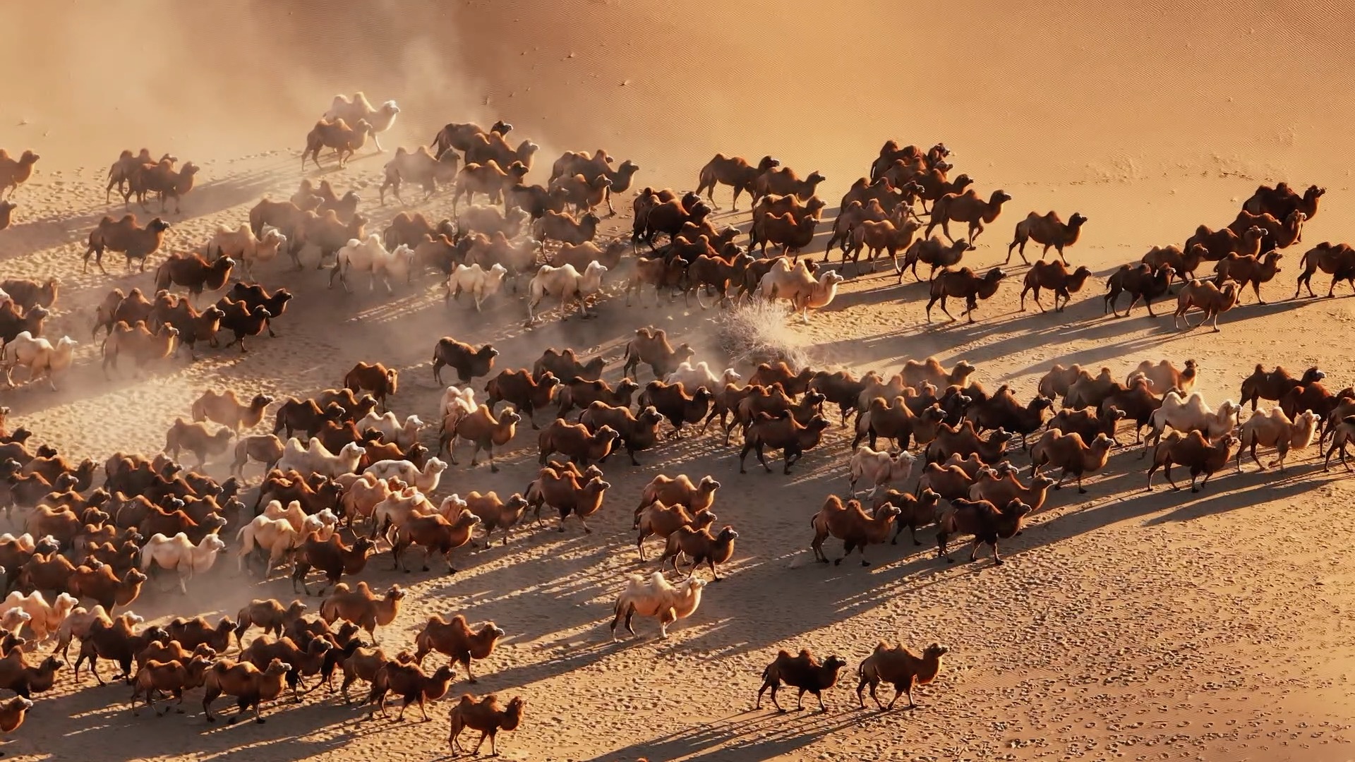 Camels begin winter migration in Inner Mongolia's desert CGTN