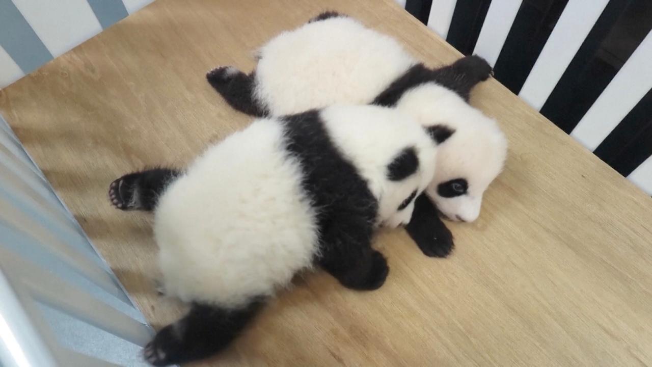 Panda family in Macao strengthens emotional ties between SAR, mainland