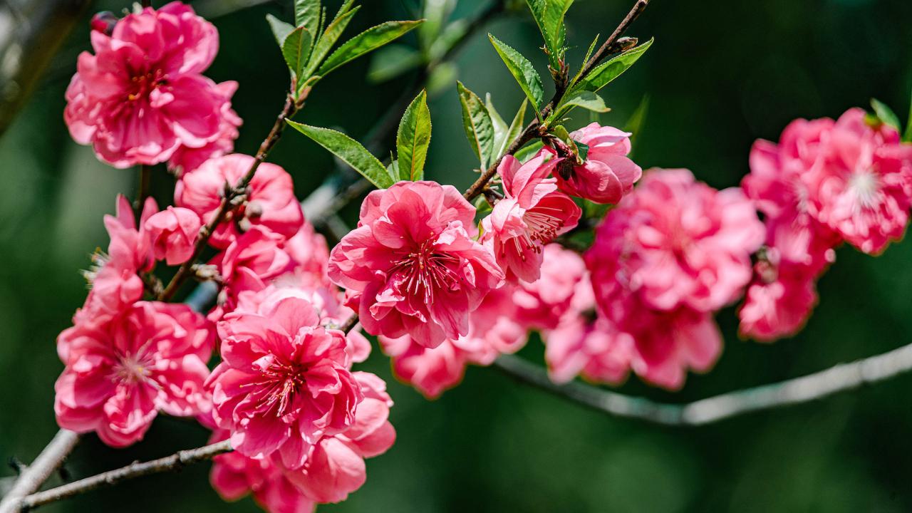 Nature's Vibrant Awakening Blossoms Across China