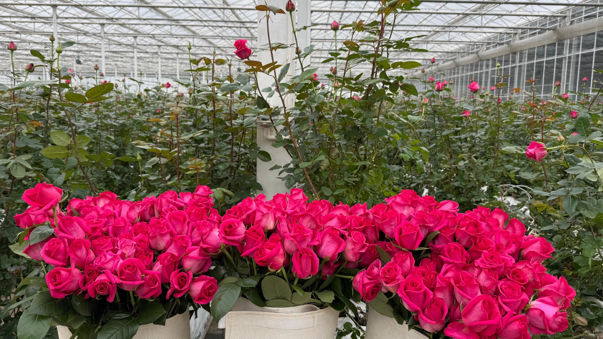 President Xi's Yunnan tour: Inspired grower's global flower aspiration ...