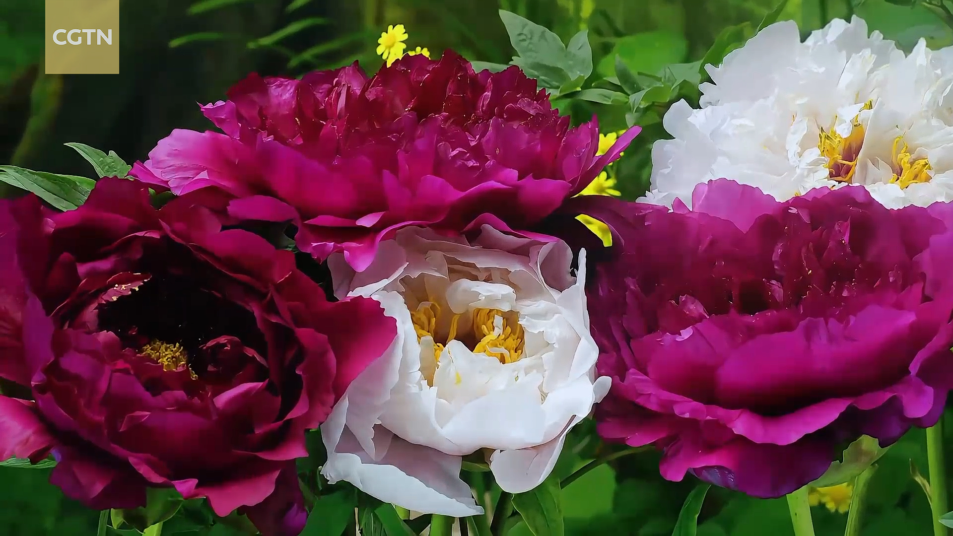 Diplomats in China for the 'Heze Peony Trip'