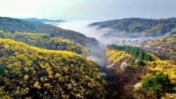 A sea of forsythia: The golden herb of Traditional Chinese Medicine