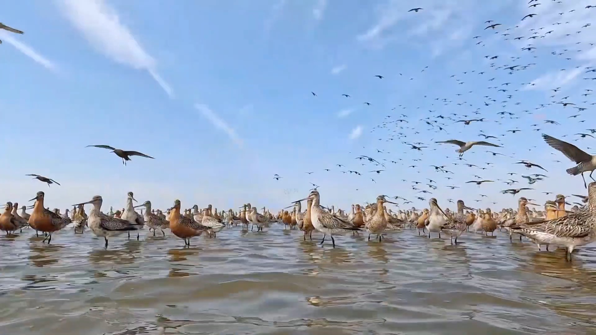 Yalu River Estuary Wetland welcomes peak migratory bird season