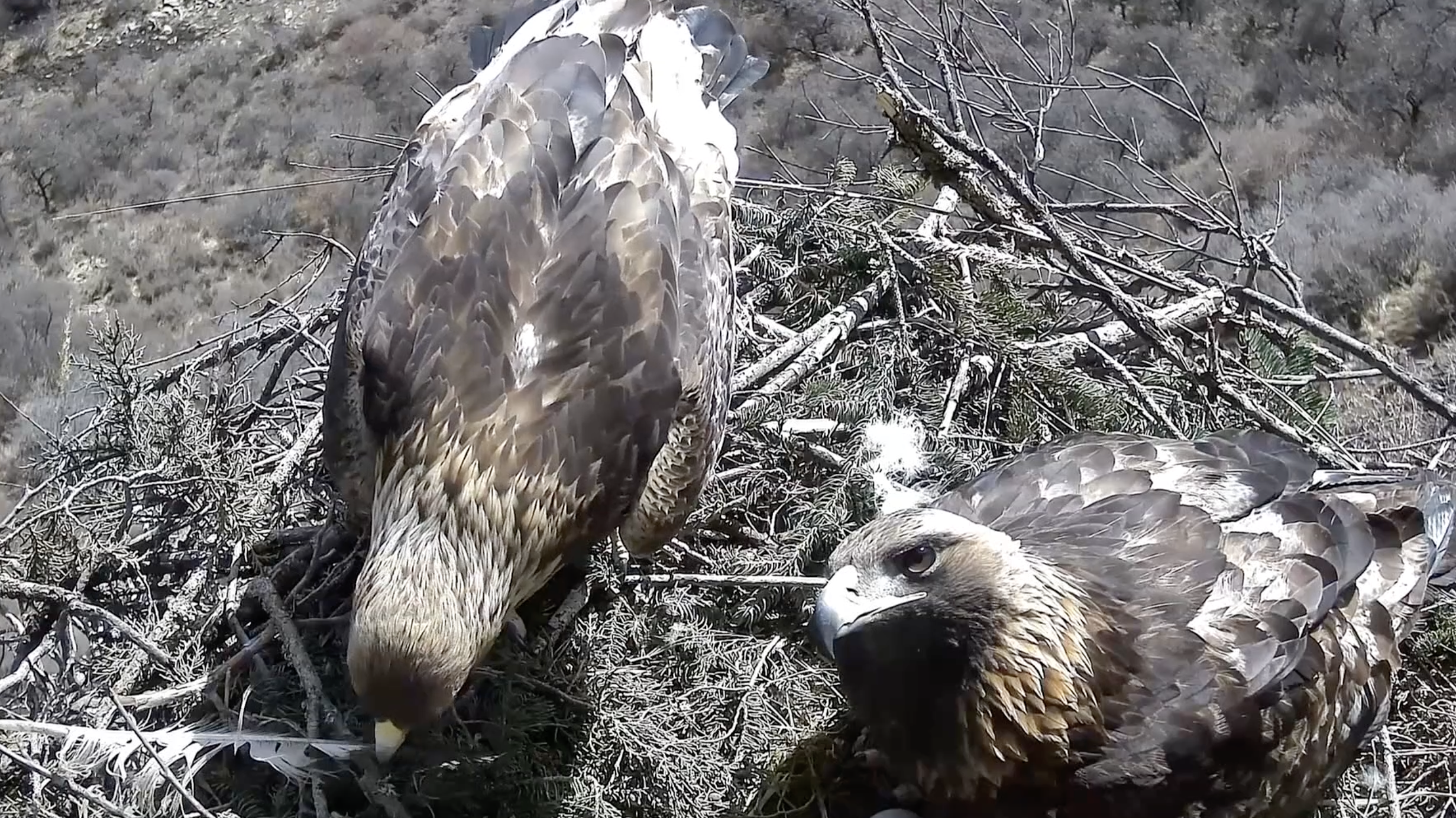 Infrared camera captures golden eagles building 'love nest' in Gansu