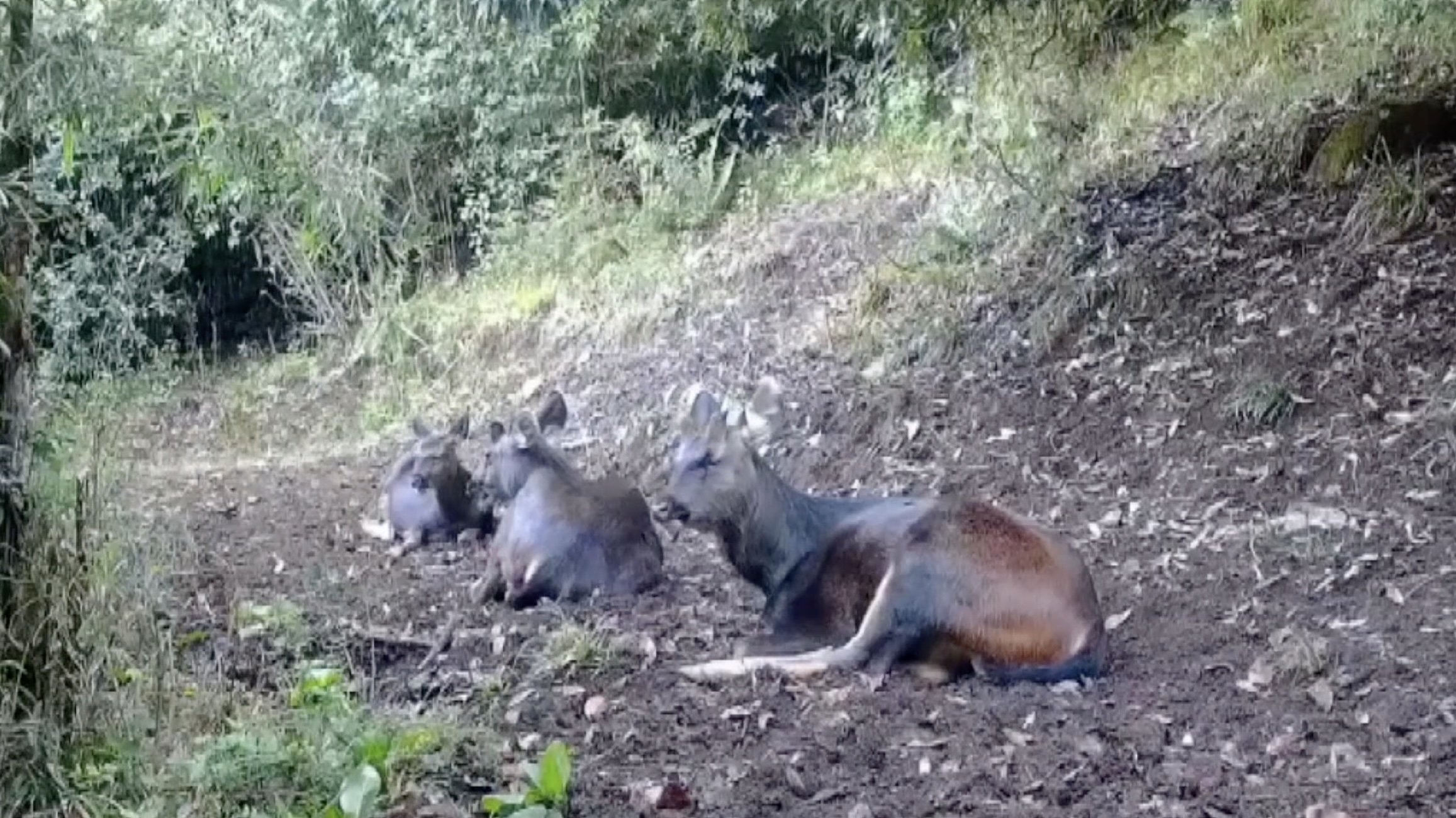 Rare wildlife spotted in Yunnan's Daxueshan National Nature Reserve