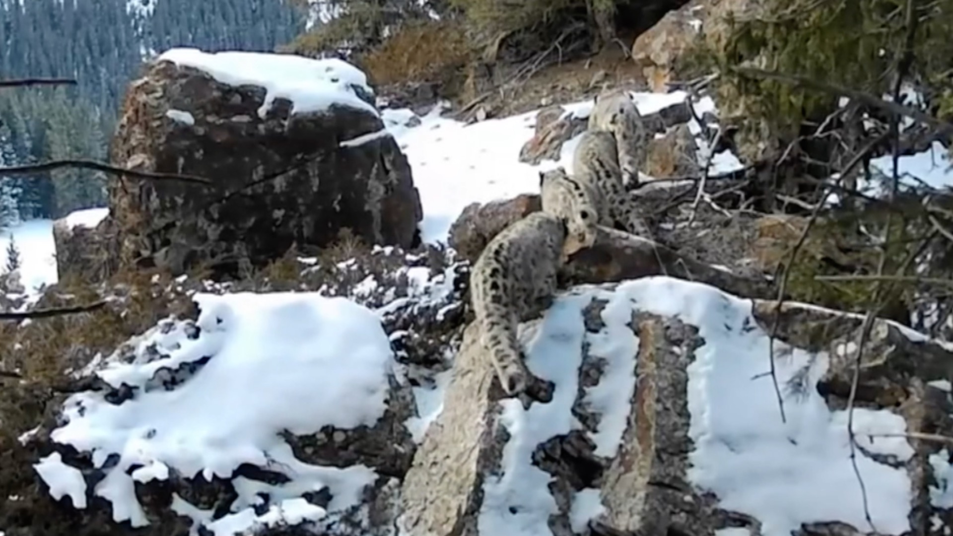 Snow leopard family spotted strolling through forest in Xinjiang