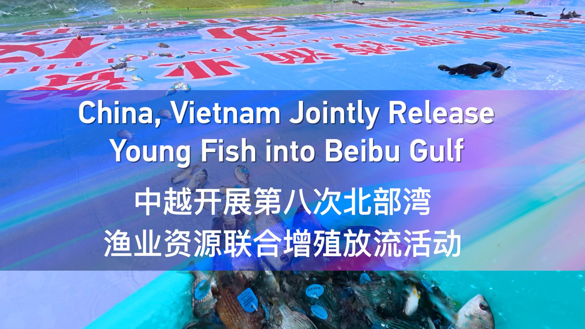 China, Vietnam Jointly Release Young Fish into Beibu Gulf