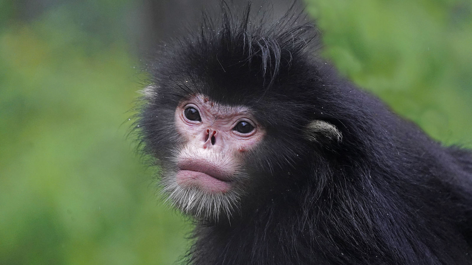 Infrared cameras film 71 wild animal species in Yunnan nature reserve