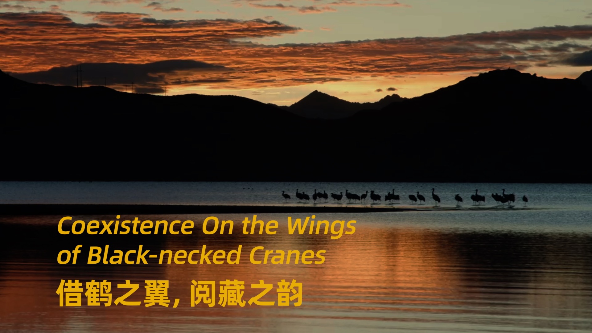 Coexistence on the wings of black-necked cranes