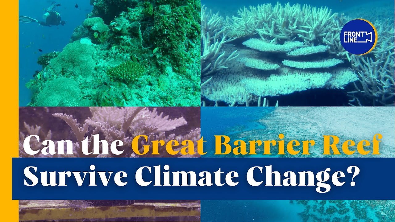 World's largest coral reef system: Can it survive climate change?