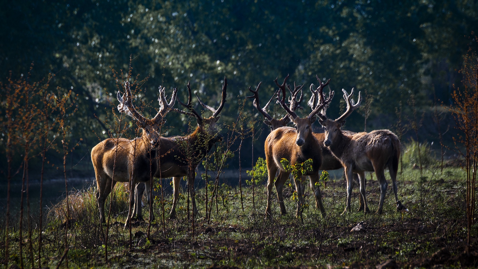 Endangered milu deer fight for mating rights in Dongting Lake reserve