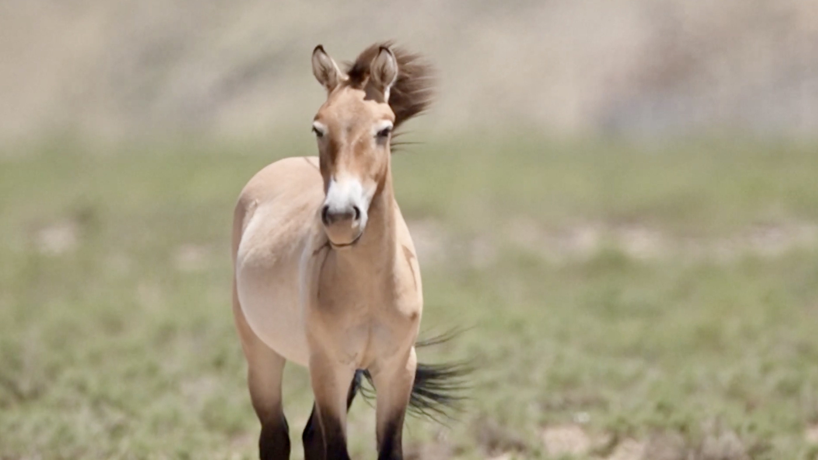 Endangered Przewalski's horses released into the wild in Ningxia