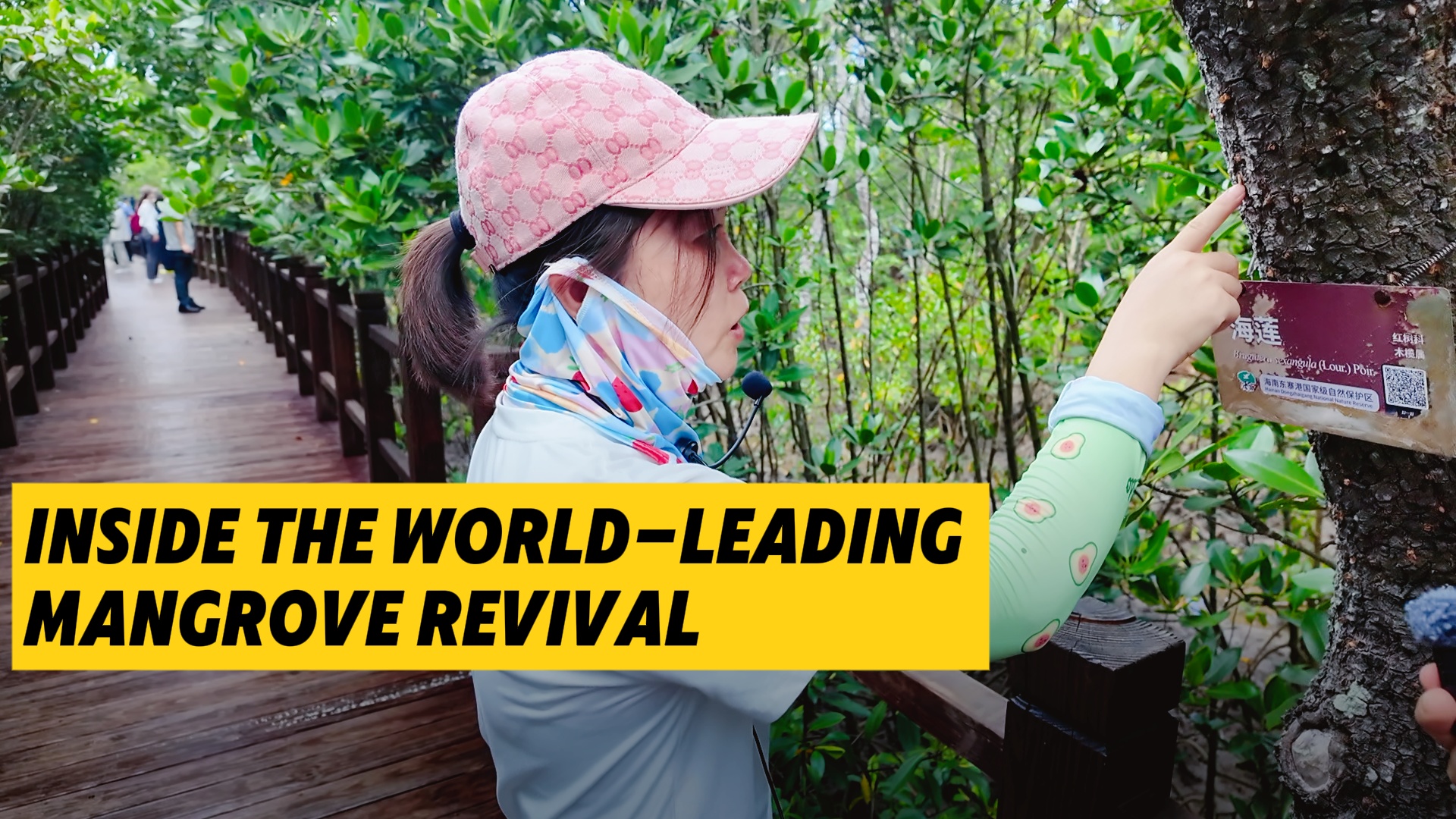 Inside the world-leading mangrove revival