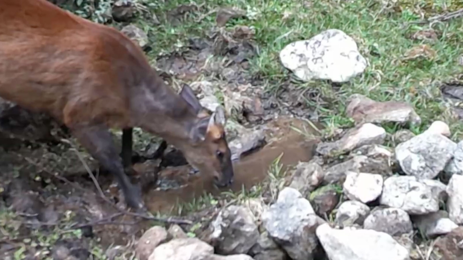 Small waterhole draws a crowd of wildlife in China's Yunnan Province