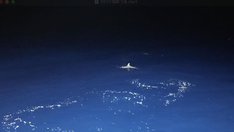 Rare footage of dolphin hunting flying fish captured at Beijiao Reef