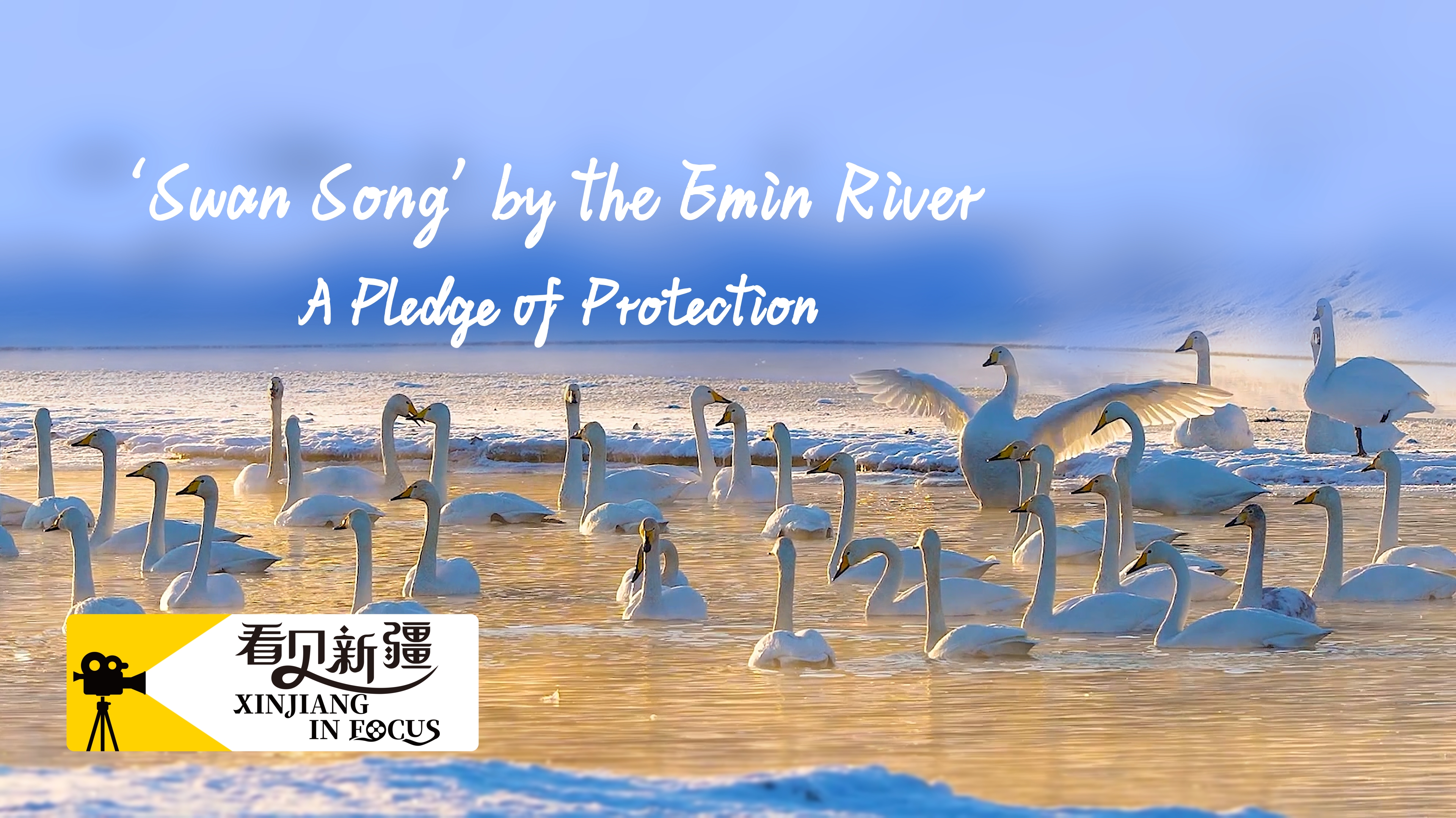 'Swan Song' by the Emin River: A pledge of protection