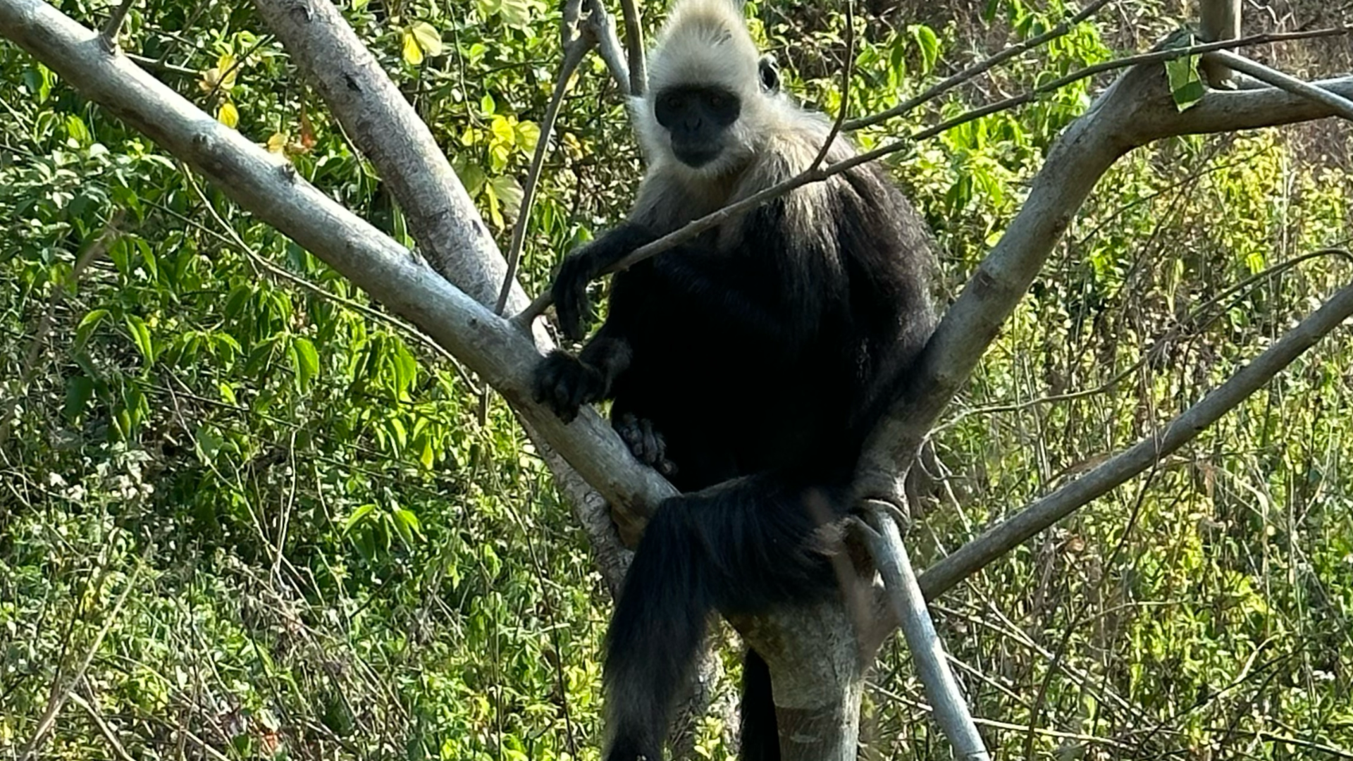 White-headed langurs: Why their poop is key to their survival