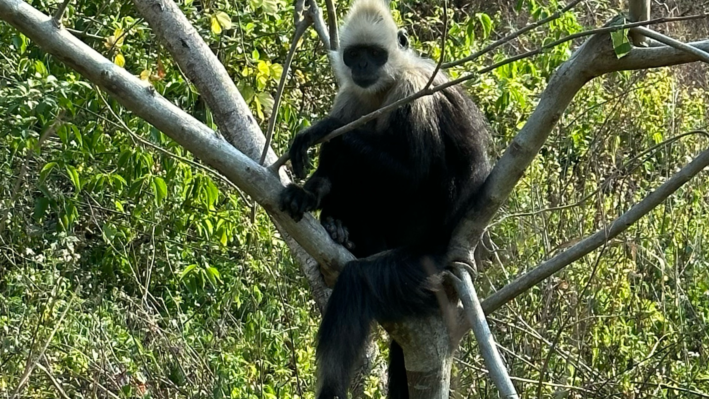 White-headed langurs: Why their poop is key to their survival