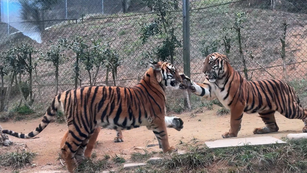 Playful tigers or fierce rivals? Understanding tigers 'slap' behavior