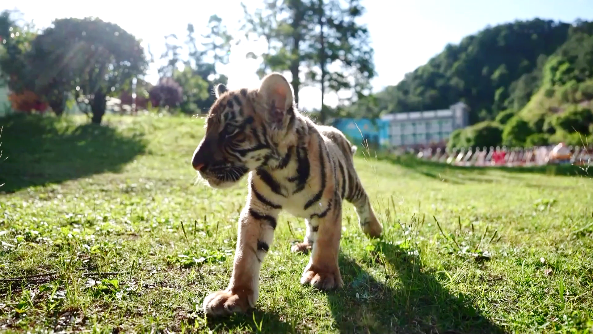 Endangered tiger roars into spotlight
