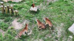 2024Family with Tigers大山3 sddefault.jpg