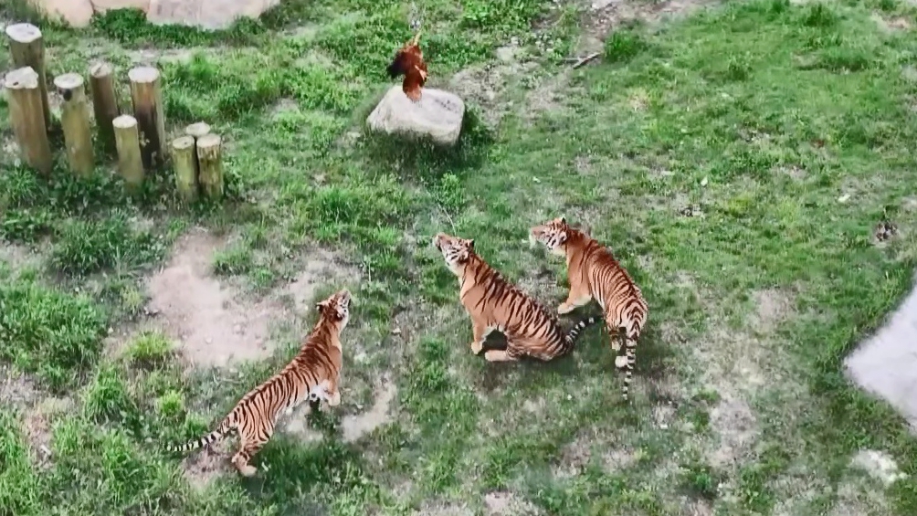 Tiger kindergarten in Fujian teaches cubs survival skills