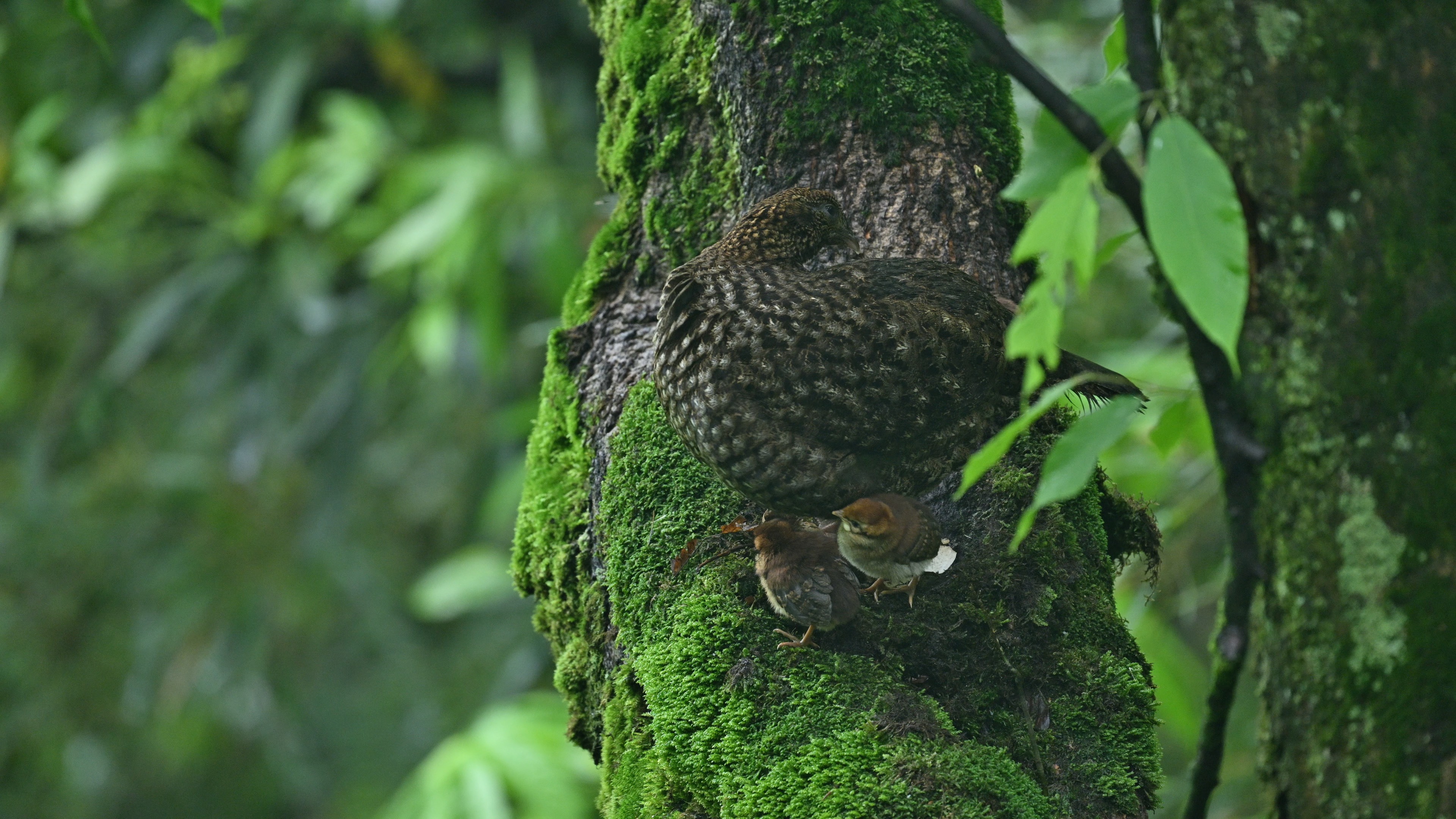 Rare footage captures Temminck's tragopan hatching eggs